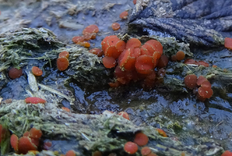 Cfr. Cheilymenia granulata o theleboloides